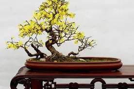 花卉课堂——压条繁殖的3种手法，简单易学，值得收藏！图片