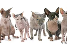 猫咪中的外星人，不会掉毛的外星宠物猫跌落神坛，OMG!赶快买图片