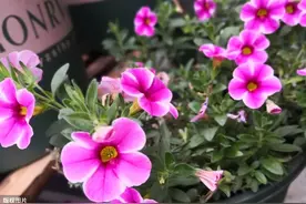百万小铃扦插走起，简单5步，一盆变多盆，成活就能开花图片