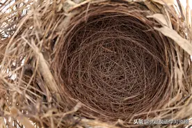 英语原版阅读: May图片