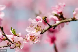 清明，桃花蜂蜜护皮肤图片