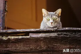 深夜，我和猫一起趴在阳台看楼下，我们都在思索外面的世界图片