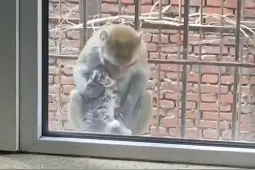小猴怀抱小奶猫蹲坐居民阳台上 网友：猴子都有猫了？图片