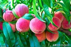 水蜜桃，水蜜桃图片