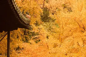 北京勇者之途相约秋天：鹫峰—阳台山—妙峰山—大觉寺三峰环穿图片