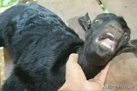 羊流鼻涕？？到底是啥病？图片
