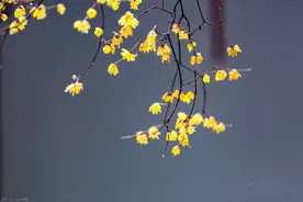 此生，愿我们，永如初见图片