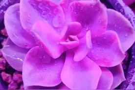 春天让多肉淋几场雨，越长越旺盛，但这些最好别淋，容易生病虫害图片