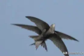 这种鸟类能在空中完成交配，还能边飞边睡觉，连飞300天不落地图片