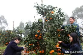 最近火遍全网的“果冻橙”究竟是个什么东西？图片