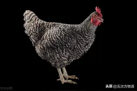 伴性遗传，芦花鸡的奥秘图片