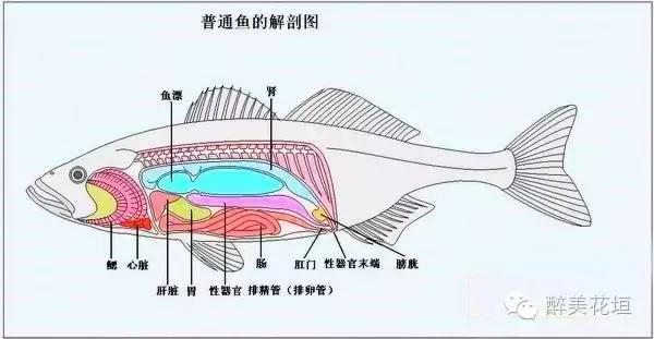 干鱼肚泡发技巧视频 2026年干鱼肚泡发简易教程 干鱼肚泡发技巧视频 2026年干鱼肚泡发简易教程