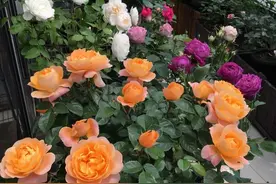 63岁阿姨“养花王”，8平米小阳台，开成“百花园”，宛若仙境来图片