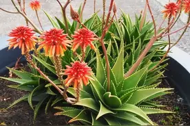 老人说，5种“富贵花”轻易不开花，开花就有好兆头，真准图片