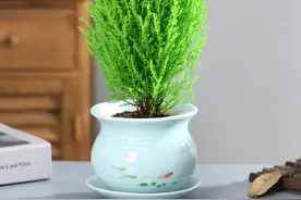3种“小盆景”能香几十年，客厅养一盆，小巧高雅，富贵不俗图片