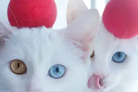 俄双生猫咪眼睛如宝石 充满贵族气质图片