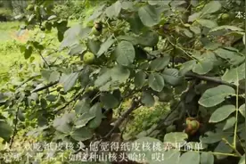 虫灾泛滥，核桃大范围减产，愁坏果农！教你区分山核桃、纸皮核桃