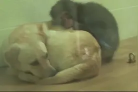 狗狗看管顽劣的猴子，日久生情，旁人见状漏出会心一笑视频封面