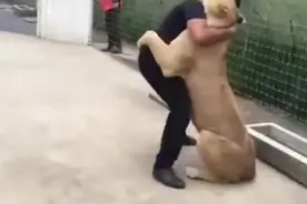 狮子Kiara被人类爸爸养大，之后几年相见互相拥抱，画面温馨！视频封面
