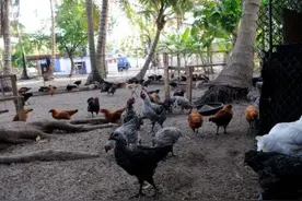 马英九赞太平岛地下水质：接近国际品牌矿泉水图片