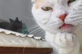 揭秘喵星人啤酒肚真相！猫奴们不要再误会了！图片