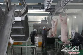 金塔县正天农业生猪屠宰线正式投产图片