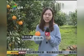爱媛果冻橙：吸着吃的果粒橙，好吃不上火视频封面