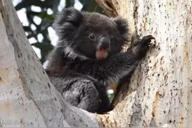 袋鼠为什么叫kangaroo，考拉为什么叫koala？图片