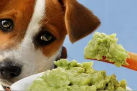 11种食物猫狗只可远观不可偷吃，不然可能造成生命危险！图片