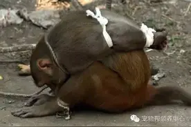 猕猴被五花大绑游街示众，而周边人群却在欢呼雀跃，这是多么可怕图片
