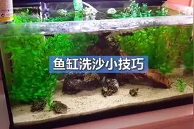 氧气泵还有这作用？鱼缸洗沙小技巧视频封面