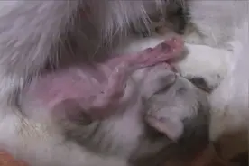 猫妈妈只生了一只独苗苗，每天都宝贝的跟什么似的 高清视频封面