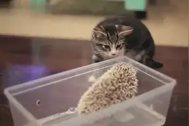 都说刺猬是很难相处的动物，遇上可爱的猫咪也能很融洽视频封面