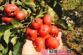 怎样买山楂？山楂义卖5日开始 两处地点可以购买图片