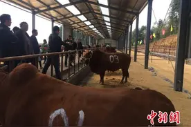 湖北恩施黄牛“选美” “冠军牛”获5万元(图)图片