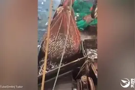 渔民海中捕到神秘生物：打开渔网当场跪了图片