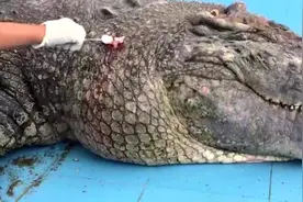 厦门：游客用石头砸伤动物园鳄鱼 蓄意伤害濒危物种或被追责视频封面