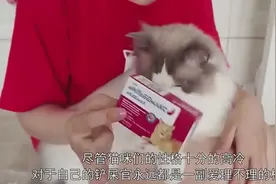 猫咪见主人收拾行李箱，下一秒它的动作，主人感到暖心！视频封面