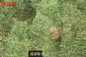 摘了一窝 满满的马蜂窝视频封面