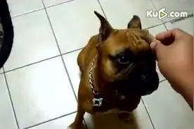 狗狗产后怎么补，吃多少为好视频封面