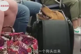 国外狗子做地铁，需要装进袋，铲屎官们的做法让人哭笑不得！视频封面