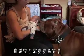 新生儿刚回家，狗狗是怎么认出小主人的为什么不敢咬他呢视频封面