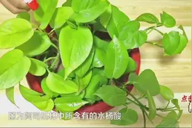 洗头膏里加上阿司匹林，效果太棒了，用一次能帮你省下好几百视频封面