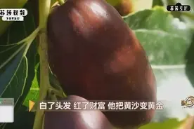 大哥在沙地种植一种特殊红枣，批发价10一斤，最贵的卖100元一斤视频封面
