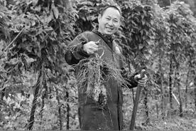 罗正凯：小白薯做出大文章图片