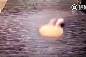 歪国网友记录了自家仓鼠君变胖的全过程，仿佛看到了年后的自己！图片