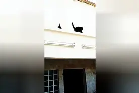 黑猫要捕食墙上的鸽子，但鸽子太聪明，一个动作后让黑猫不知所措图片