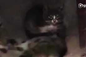 孝顺小猫吃土充饥， 好肉叼给已死妈妈！让人看了好心酸！图片