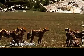 非洲大草原狮子大战猎豹！红颜祸水害了猎豹图片