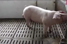 长白种公猪视频封面